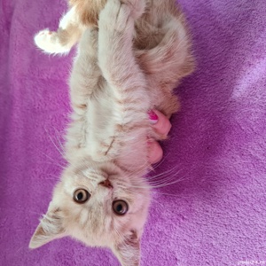 British Shorthair longhair  - imagine 6