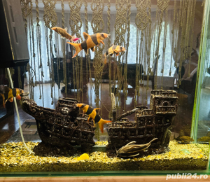 Acvariu din sticla semirotund facut pe comanda in  in Austria circa 450l  - imagine 6