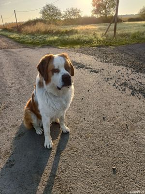 Mascul Moscovit cauta partenera - imagine 2 Mascul Moscovit cauta partenera - imagine 2