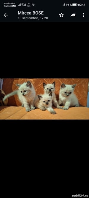 pîsica birmaneza pui de 2 luni - imagine 2 pîsica birmaneza pui de 2 luni - imagine 2