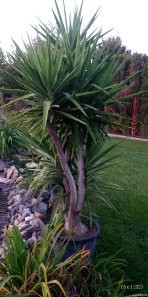 Yuca de interior diferite marimi.