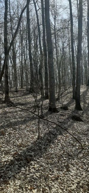 Schimb sau vand Pamant Arabil cu Auto,Apartament , Teren Intravilan - imagine 10 Schimb sau vand Pamant Arabil cu Auto,Apartament , Teren Intravilan - imagine 10