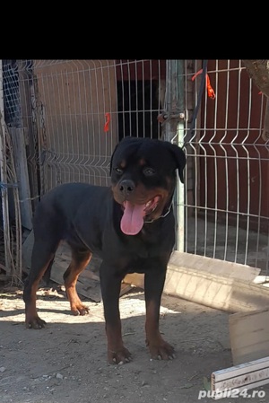 Mascul rottweiler pentru impercheri pedigree - imagine 1