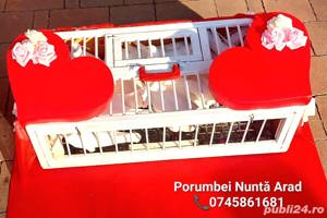 Porumbei Albi Nunta Arad
