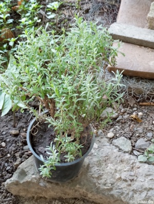 Lavandă la ghiveci,și rozmarin - imagine 2