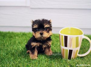 Căței Yorkshire Terrier Mini Toy - Cumpara in conditii de legalitate și siguranță  - imagine 2