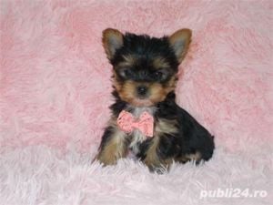 Catei Yorkshire Terrier Mini Toy - Cumpăra Originalul