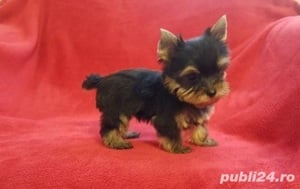 Yorkshire Terrier Mini Toy - Firma Autorizata - imagine 2