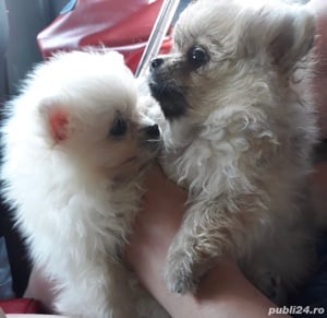 Pui Pomeranian alb cu acte si garantie