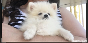 Pui Pomeranian alb cu acte si garantie  - imagine 3