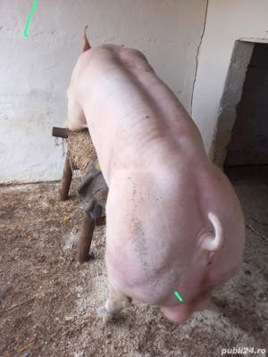 Material Seminal(MSV) PIETRAIN - imagine 2