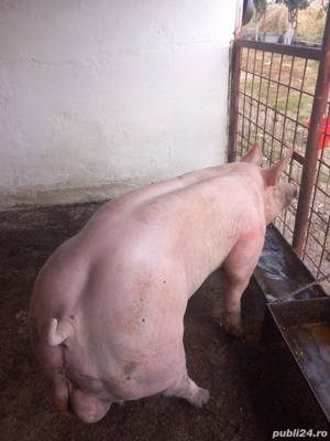 Material Seminal(MSV) PIETRAIN