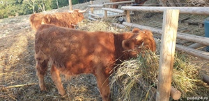 Scotish Highland, doua vacute si un taur - imagine 3