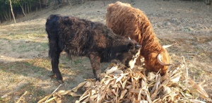 Scotish Highland, doua vacute si un taur - imagine 2