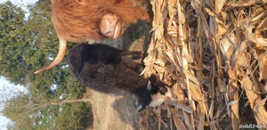 Scotish Highland, doua vacute si un taur