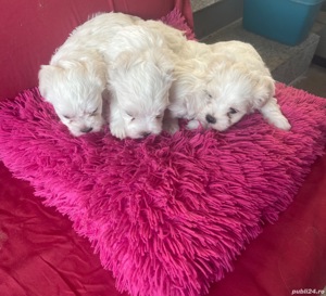 Catei Bichon malteze - imagine 2