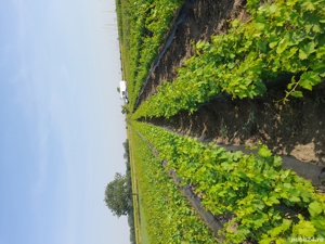 Vita altoita si hibrid 