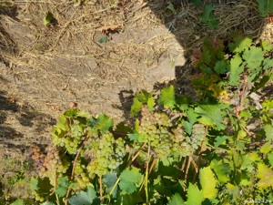 Vita de vie diverse soiuri  - imagine 3