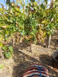 Vita de vie diverse soiuri  - imagine 4