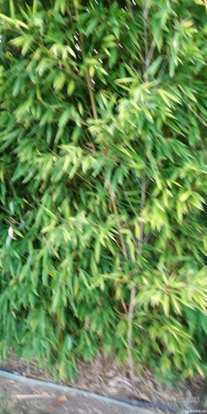 Bambus,palmieri,yuca,liliac de vara,smochini si alte plante.