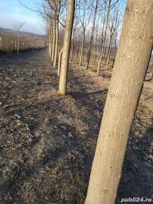 Vând masă lemnoasă de Paulownia 2000 lei m cub  - imagine 3