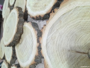 SET format din 15 rondele din salcam