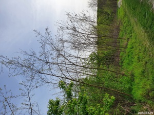 Vand teren Gulia - imagine 4