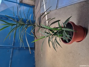 Vand planta Yucca - imagine 2