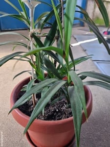 Vand planta Yucca