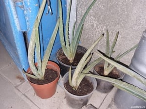 Vand Aloe Vera