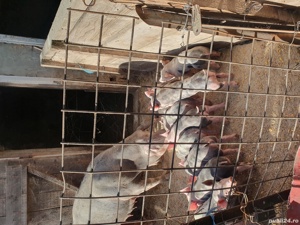 petrain belgian rasa pura - imagine 3