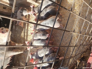 petrain belgian rasa pura - imagine 2