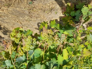 Vita de vie diverse soiuri 