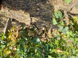 Vita de vie diverse soiuri  - imagine 6