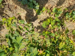 Vita de vie diverse soiuri  - imagine 5