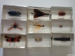 Vând colecție de insecte  - imagine 4