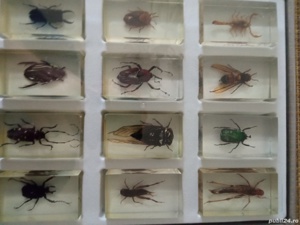 Vând colecție de insecte  - imagine 5