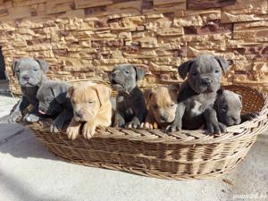Pui amstaff amstaf blue gri albastru si blue fawn - imagine 2