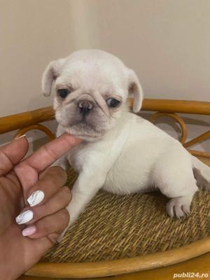 Pui de mops/pug  carlino pe alb