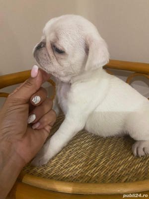 Pui de mops/pug  carlino pe alb - imagine 2