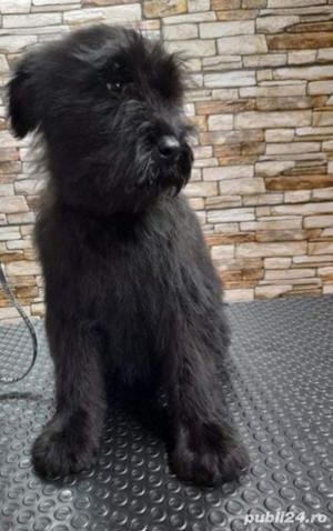 Vand schnauzer urias 