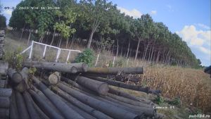 busteni paulownia,gater si atelier pt. lucru - imagine 4