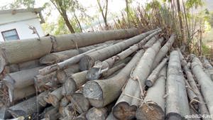 busteni paulownia,gater si atelier pt. lucru - imagine 3