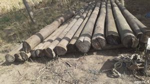 busteni paulownia,gater si atelier pt. lucru - imagine 2