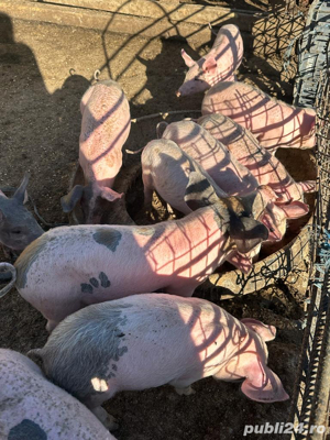 Vand porci si purcei crescuti la curte din furaje proprii - imagine 7