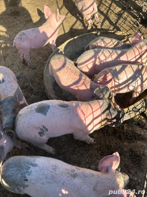 Vand porci si purcei crescuti la curte din furaje proprii - imagine 4