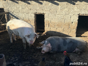 Vand porci si purcei crescuti la curte din furaje proprii - imagine 3