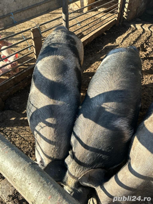 Vand porci si purcei crescuti la curte din furaje proprii - imagine 2