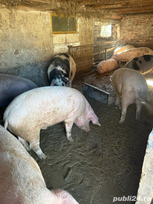 Vand porci si purcei crescuti la curte din furaje proprii - imagine 6