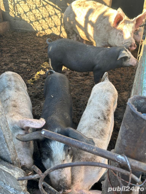 Vand porci si purcei crescuti la curte din furaje proprii - imagine 5